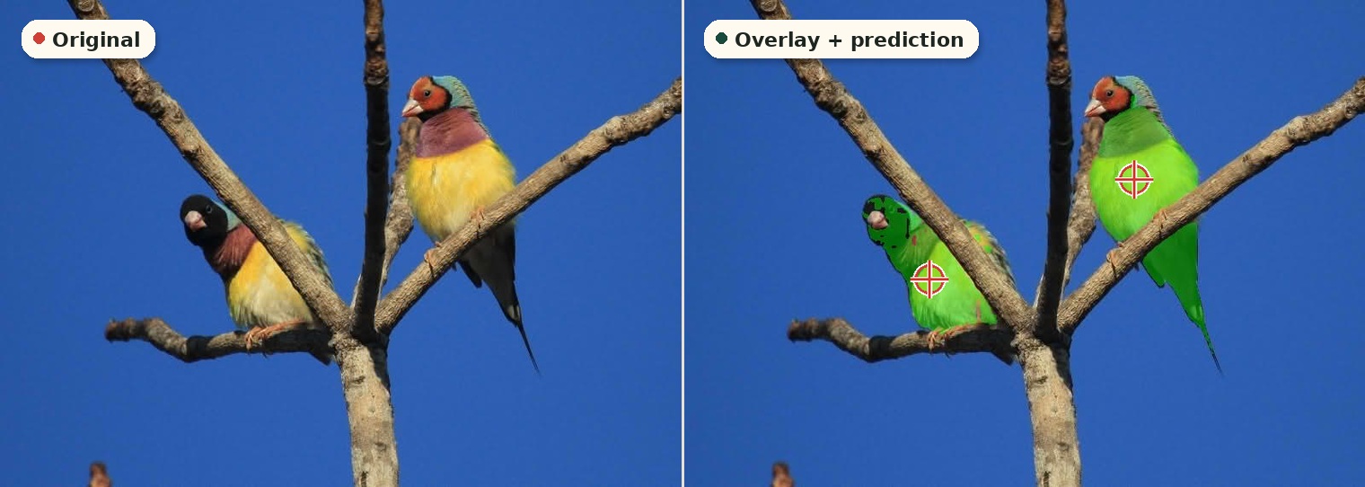 Counting sample comparing the original bird image with overlay and predicted points.